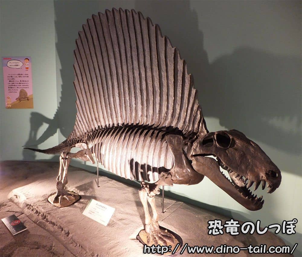 ディメトロドン(Dimetrodon)の全身骨格化石