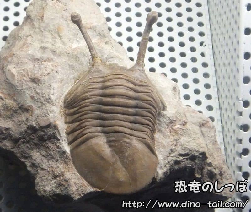【三葉虫】アサフス(Asaphus)の化石