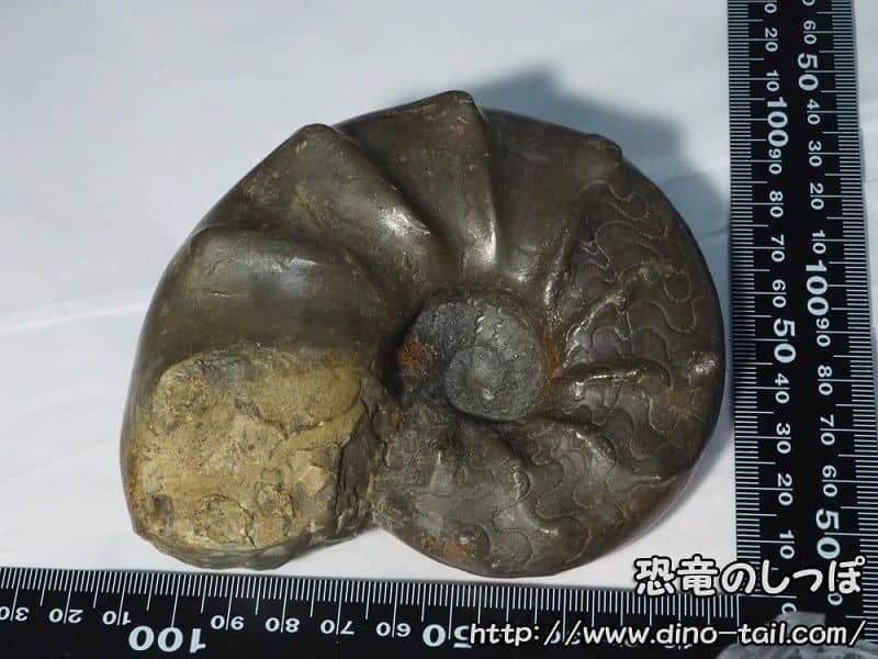 セラタイテス-Ceratites マイコレクション