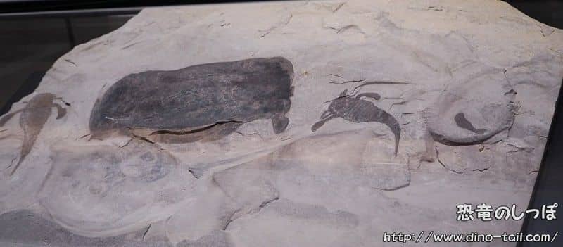 ユーリプテルス(ウミサソリ) | 恐竜のしっぽ -古生物図鑑-