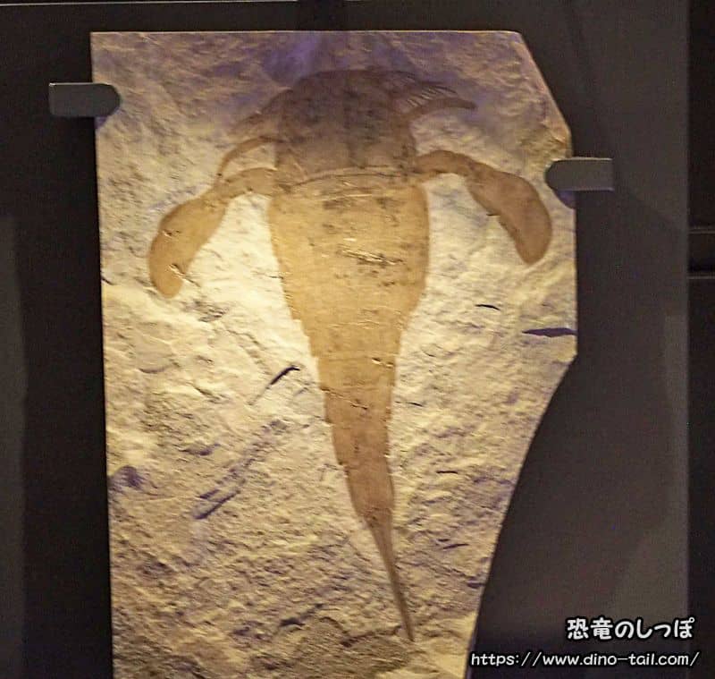 ユーリプテルス-Eurypterus remipes