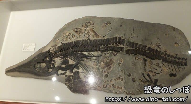 オンラインストア販売 化石標本 イクチオサウルス 魚竜 脊椎骨 