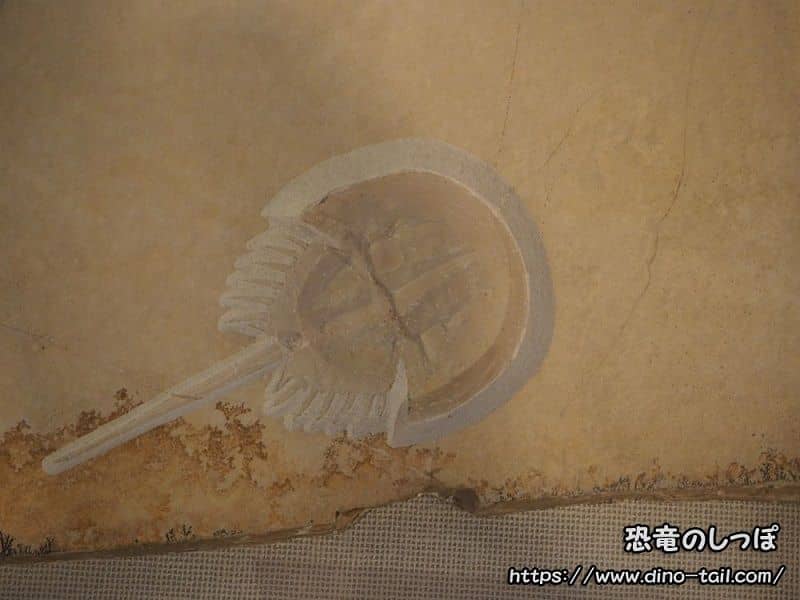メソリムルス(カブトガニ)の化石 - 国立科学博物館所蔵