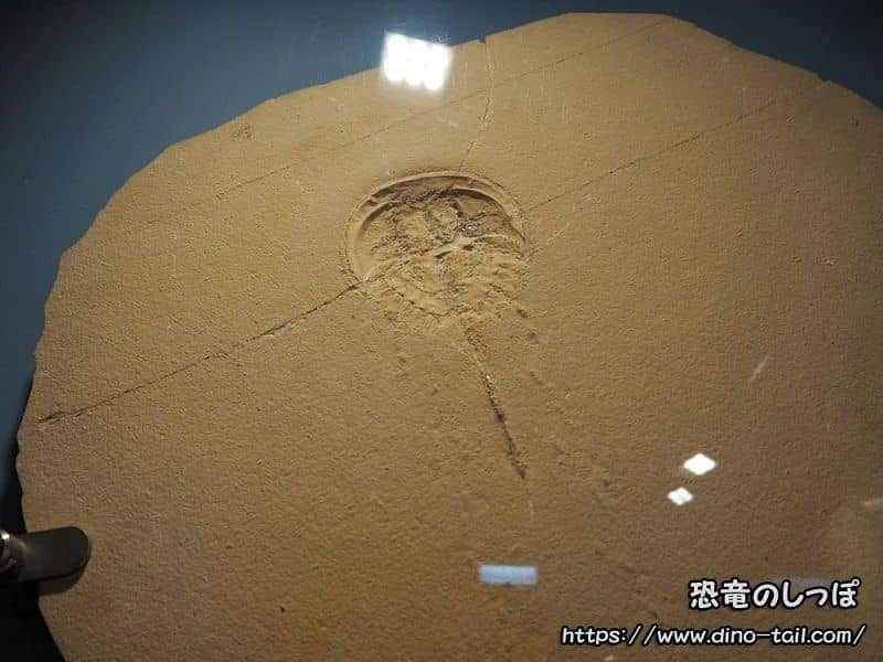 メソリムルス(カブトガニ)と死の行進 化石