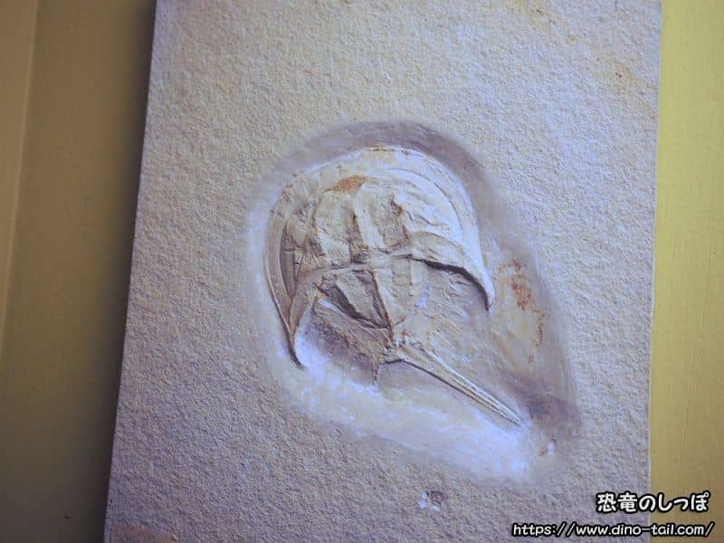 メソリムルス(カブトガニ)の化石