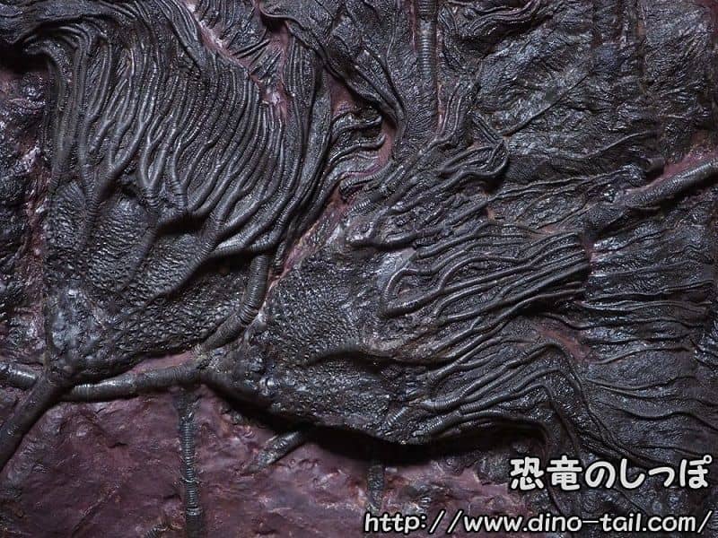 スキフォクリニテス・エレガンスの化石-Scyphocrinites elegans