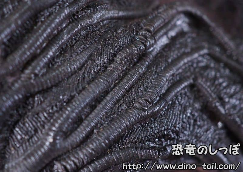 スキフォクリニテスの腕の間