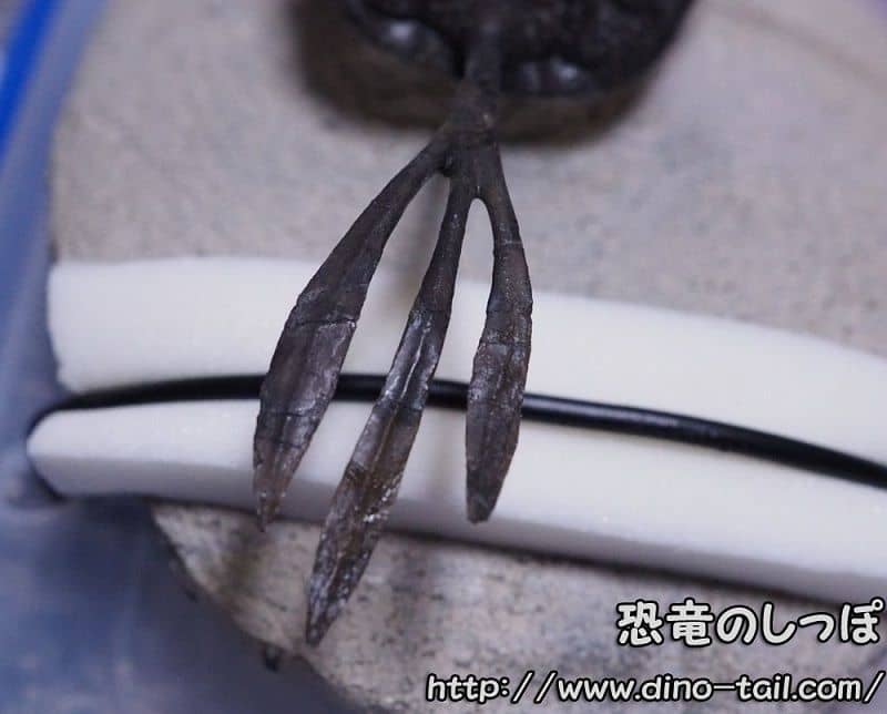 ワリセロプス・トリフルカトゥスのフォーク