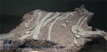 丹波竜の産状化石