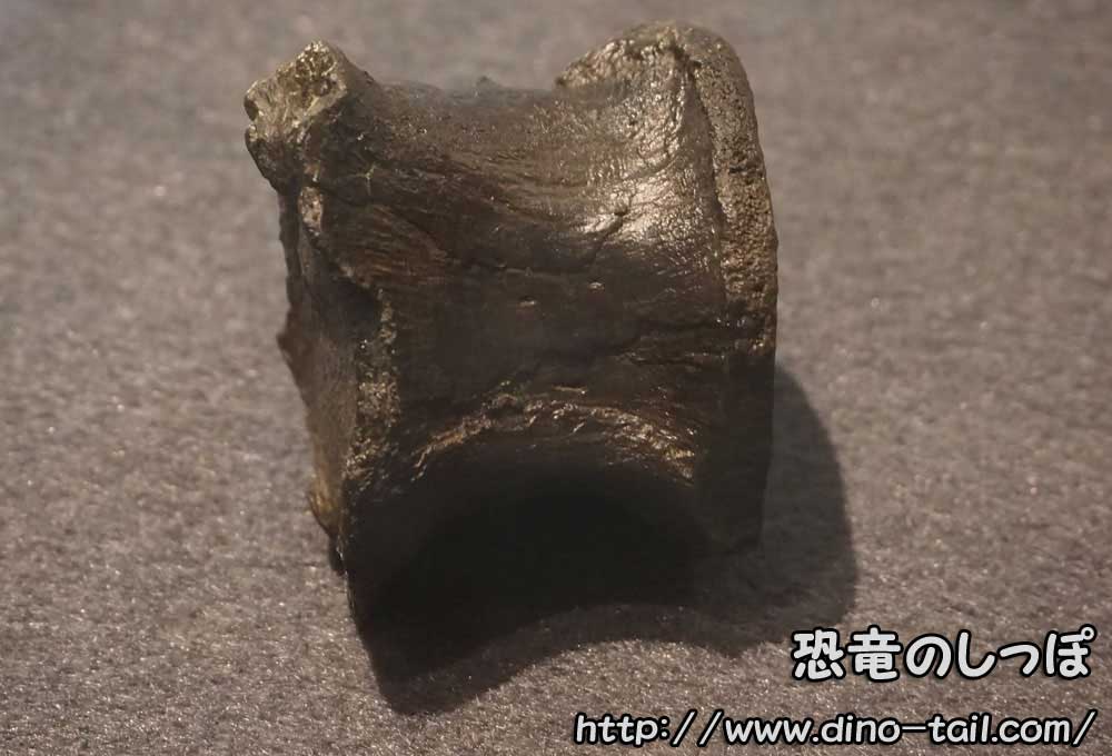 コシサウルスの胴椎化石