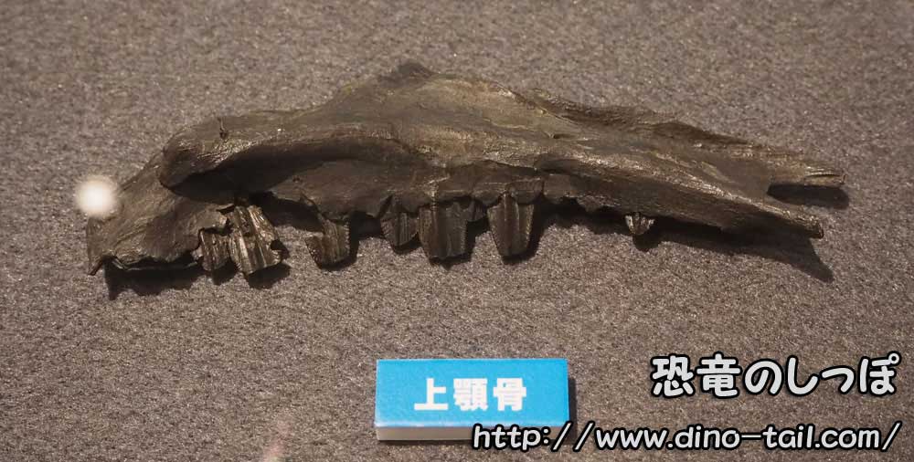 コシサウルスの上顎化石