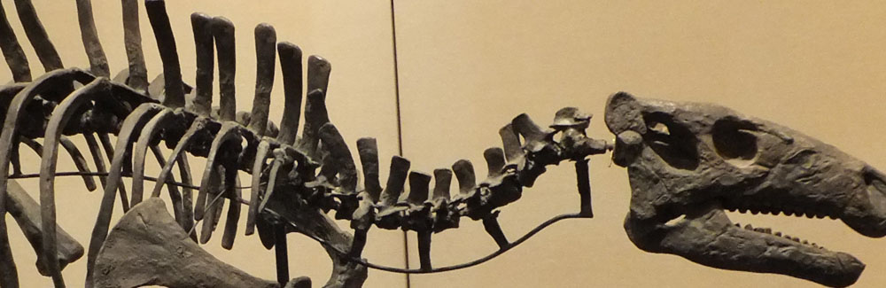 ラブドドン(Rhabdodon)化石