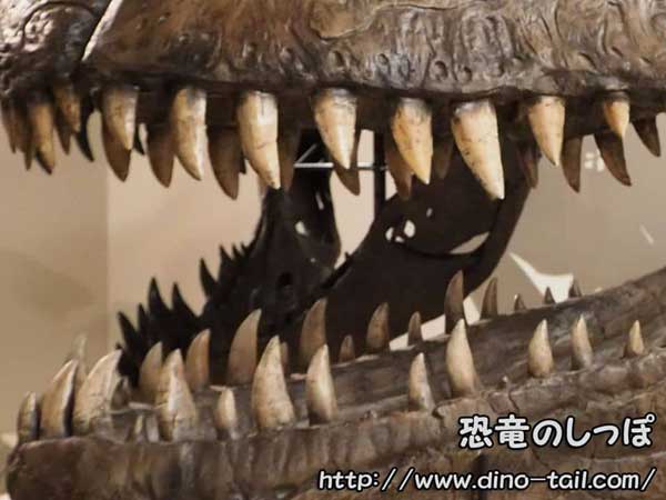 恐竜は何を食べた イメージ画像