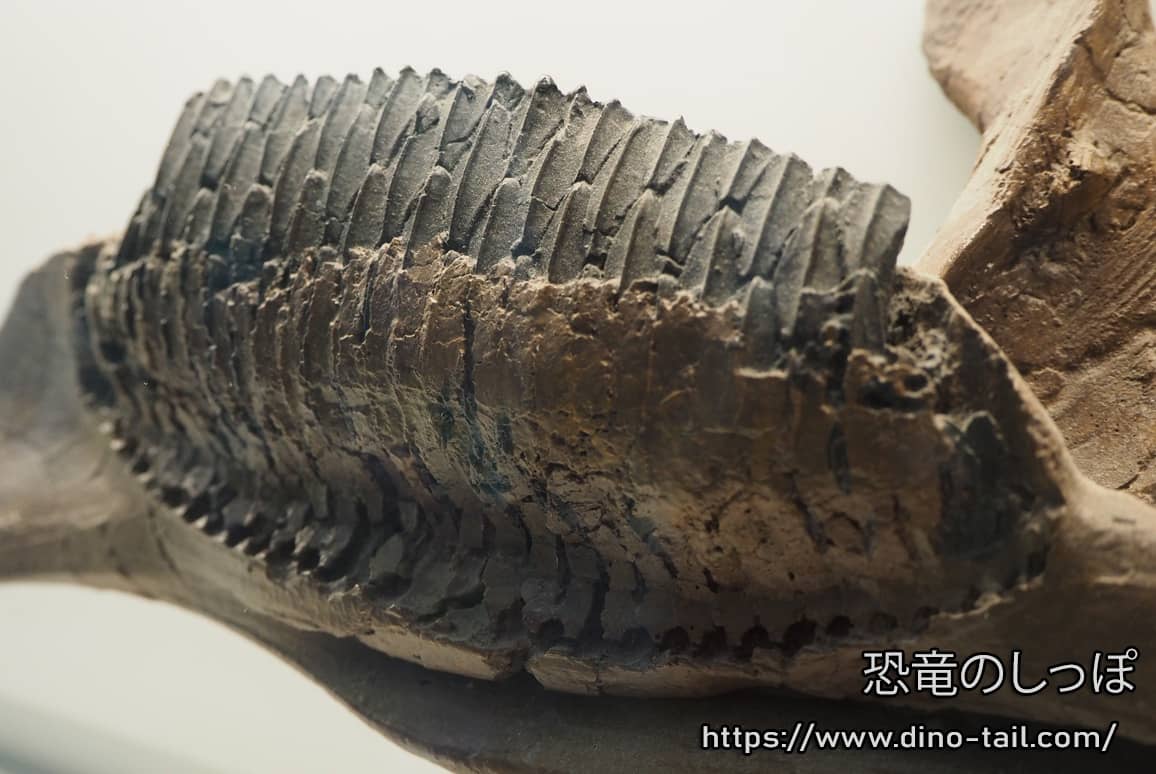 エドモントサウルスのデンタルバッテリー