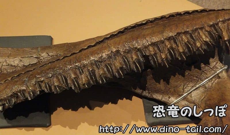 周飾頭類-トリケラトプスのデンタルバッテリー