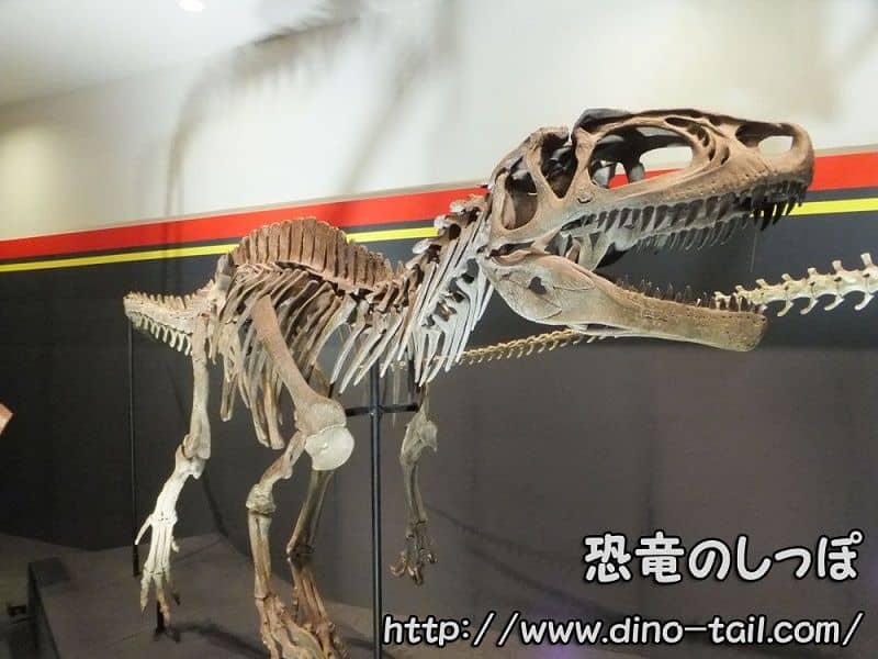 フクイラプトルの全身骨格化石