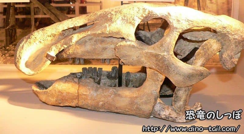 バクトロサウルスの頭骨