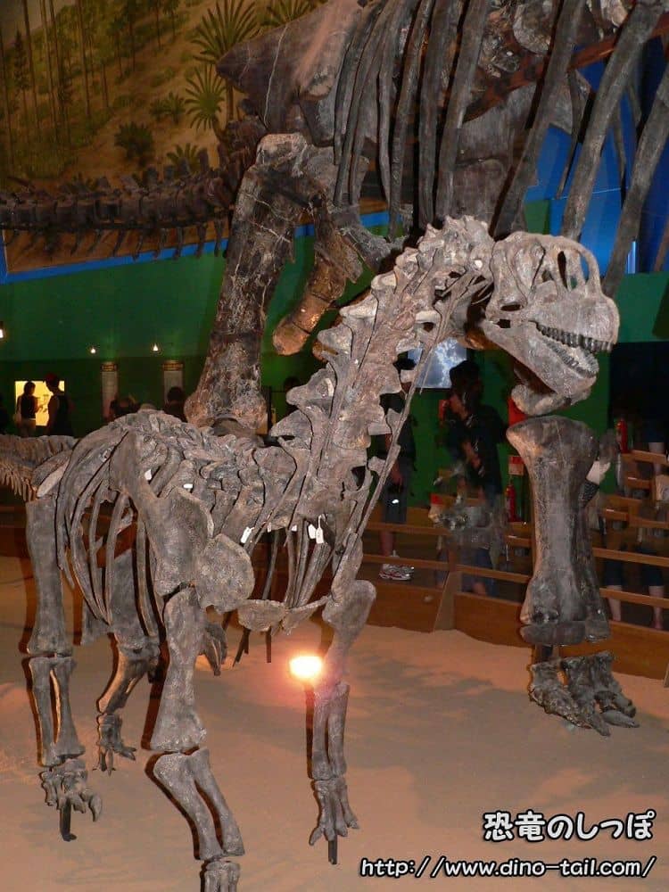 レア！恐竜 カマラサウルスの歯化石 約30mm - 美術品・アンティーク 