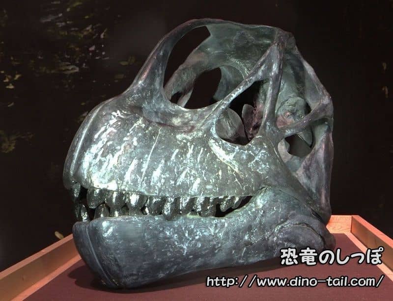 レア！恐竜 カマラサウルスの歯化石 約30mm-