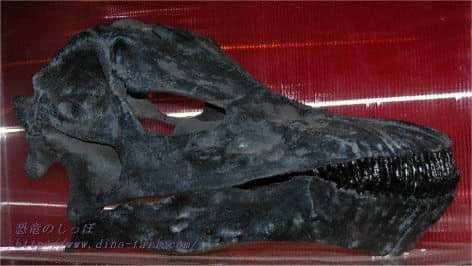 ディプロドクスの頭骨化石
