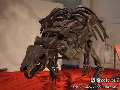 即納-96時間限定 化石 恐竜 超大型 ノドサウルス類・エドモントニアの