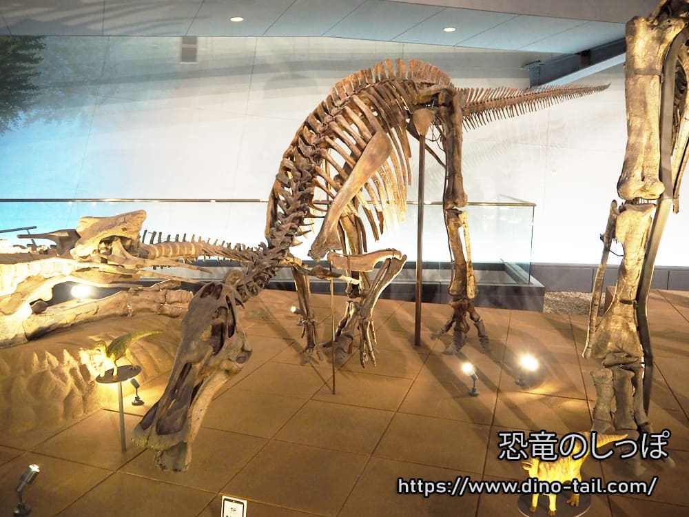 エドモントサウルスの全身骨格化石