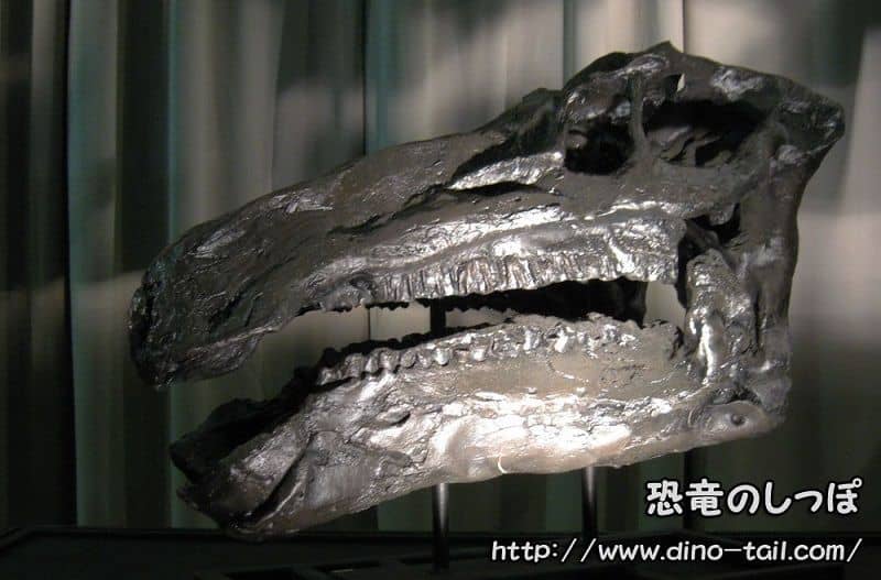 イグアノドンの頭骨化石