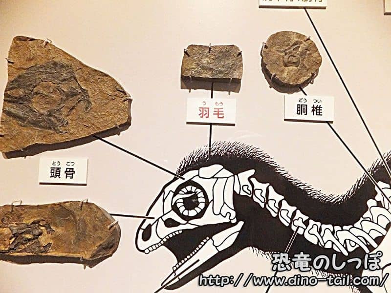 クリンダドロメウスの頭部化石
