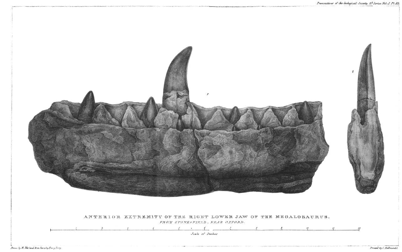 メガロサウルスの記載論文(1824年)