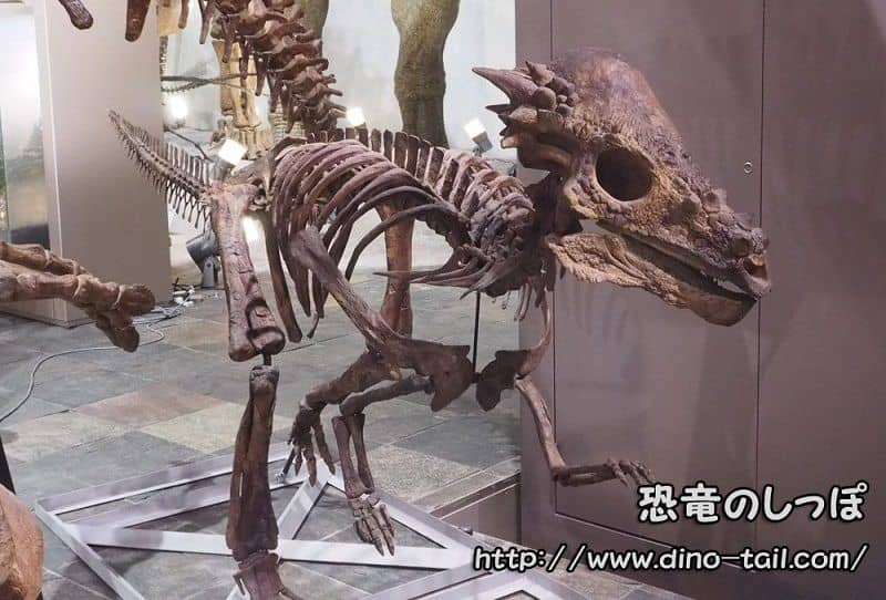 パキケファロサウルスの全身骨格化石