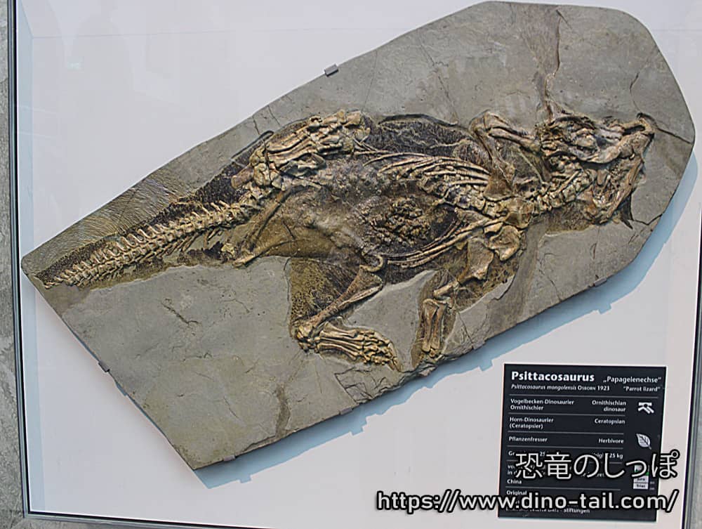 全身骨格化石(2019年撮影) at ゼンケンベルク自然史博物館(The Senckenberg Natural History Museum)