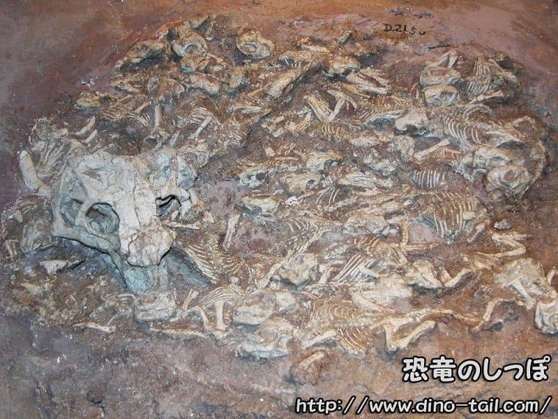 プシッタコサウルスの巣化石