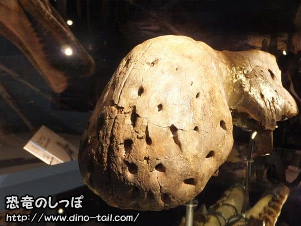 スピノサウルスの吻部先端・センサー