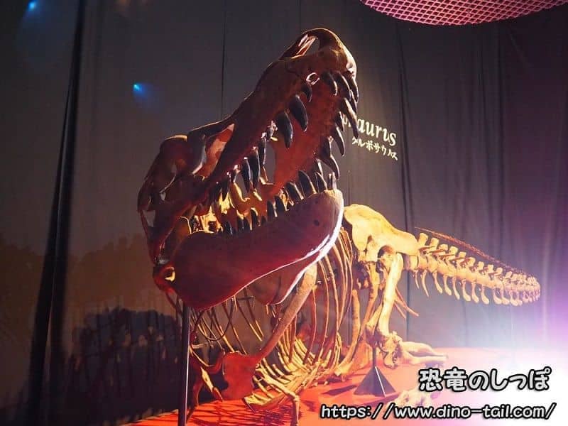 タルボサウルスの全身骨格化石