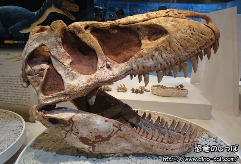 タルボサウルスの頭骨化石