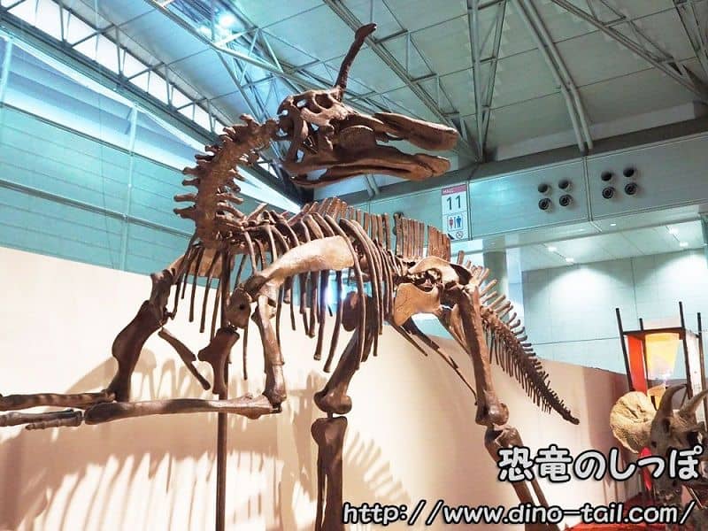 チンタオサウルスの全身骨格化石