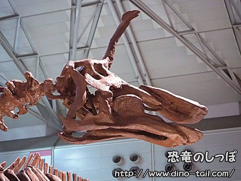 チンタオサウルスの頭骨化石
