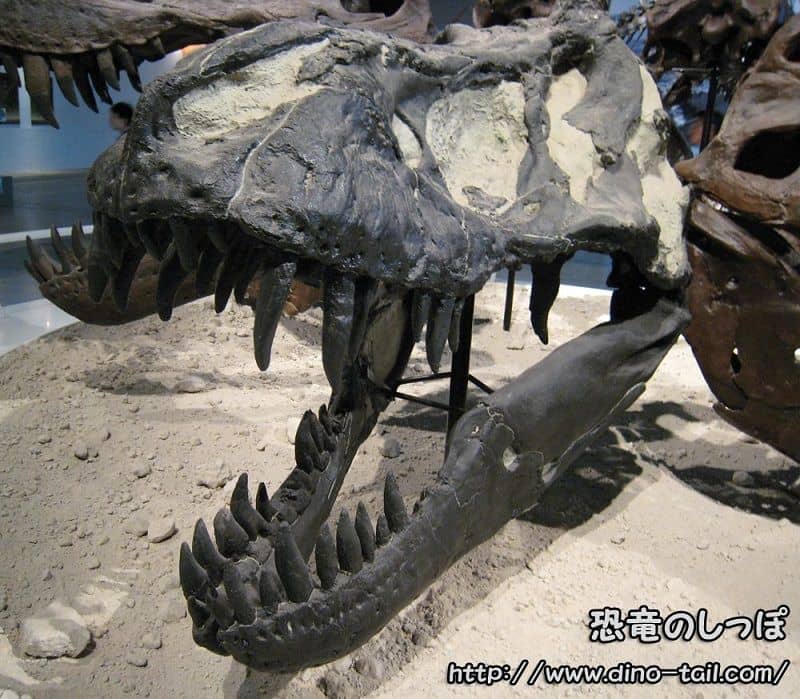 ティラノサウルス・レックスの脛骨前面部（検索：恐竜 歯 T-REX 化石