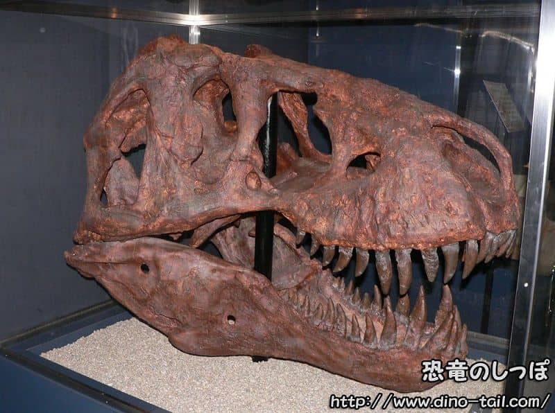 ティラノサウルス・レックス 脊椎の一部 蜂の巣構造 （検索：化石 T-REX）-