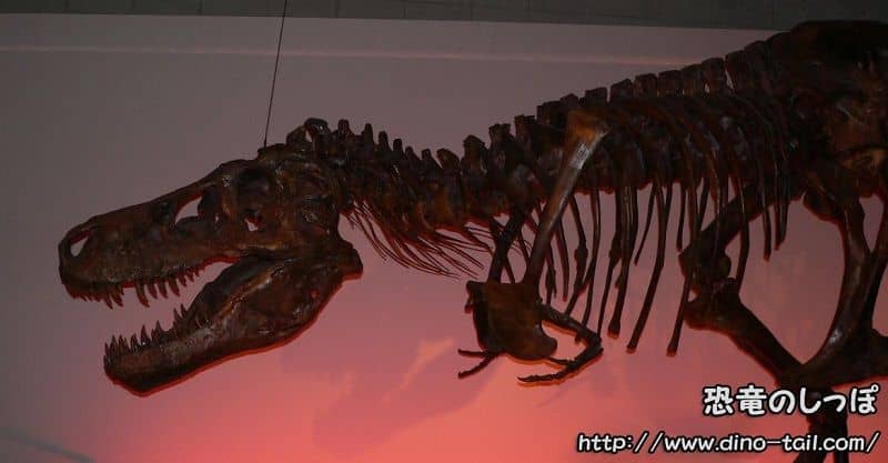 ティラノサウルス スー(FMNH PR 2081)