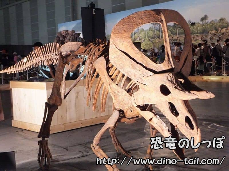 ズニケラトプスの全身骨格化石